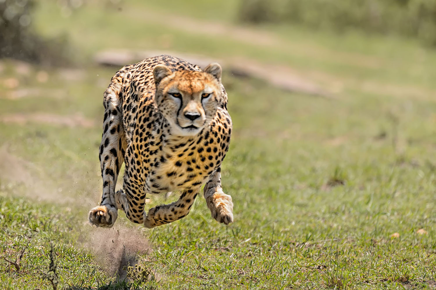 The Big Five and Beyond: Wild for African Wildlife The Big Five and Beyond: Wild for African Wildlife