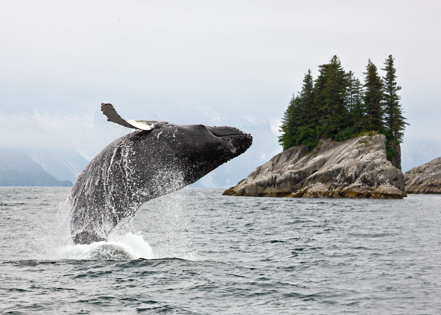 Humpback whale breaching near forested islands in Alaska, with misty mountains in the background.