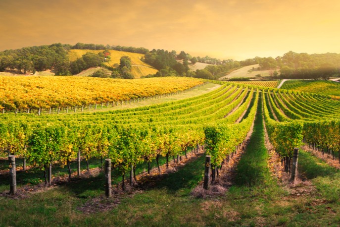 Vineyards in the Adelaide wine region