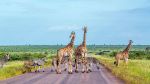 giraffes in road 
