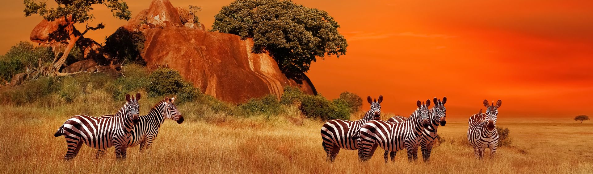Zebras grazing on the African savanna beneath a vibrant orange sunset.