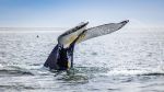 whale tail in waters of Alaska