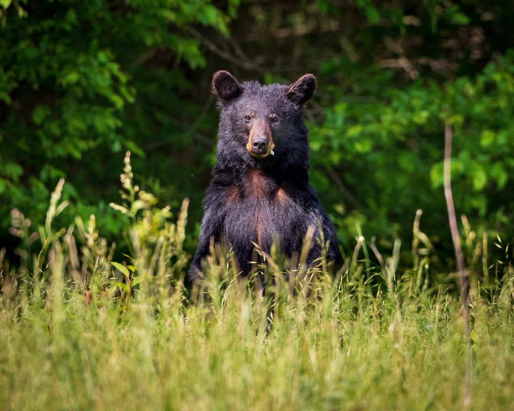 Alaska Cruisetours Image