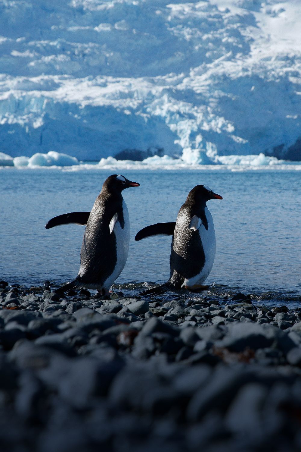 Two penguins enjoying sunshine on Penguin Island