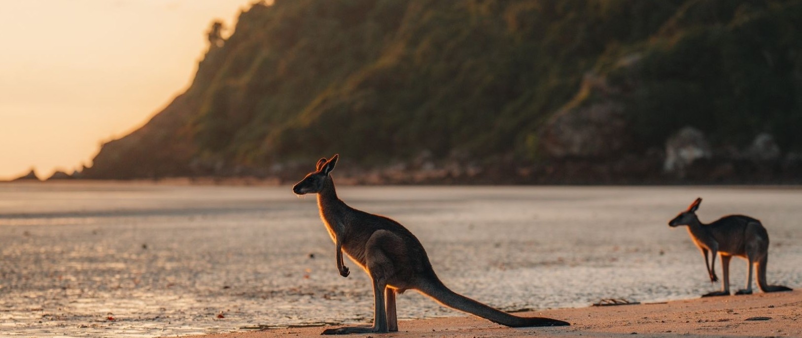 Kangaroos at sunrise on a quiet Australian shore