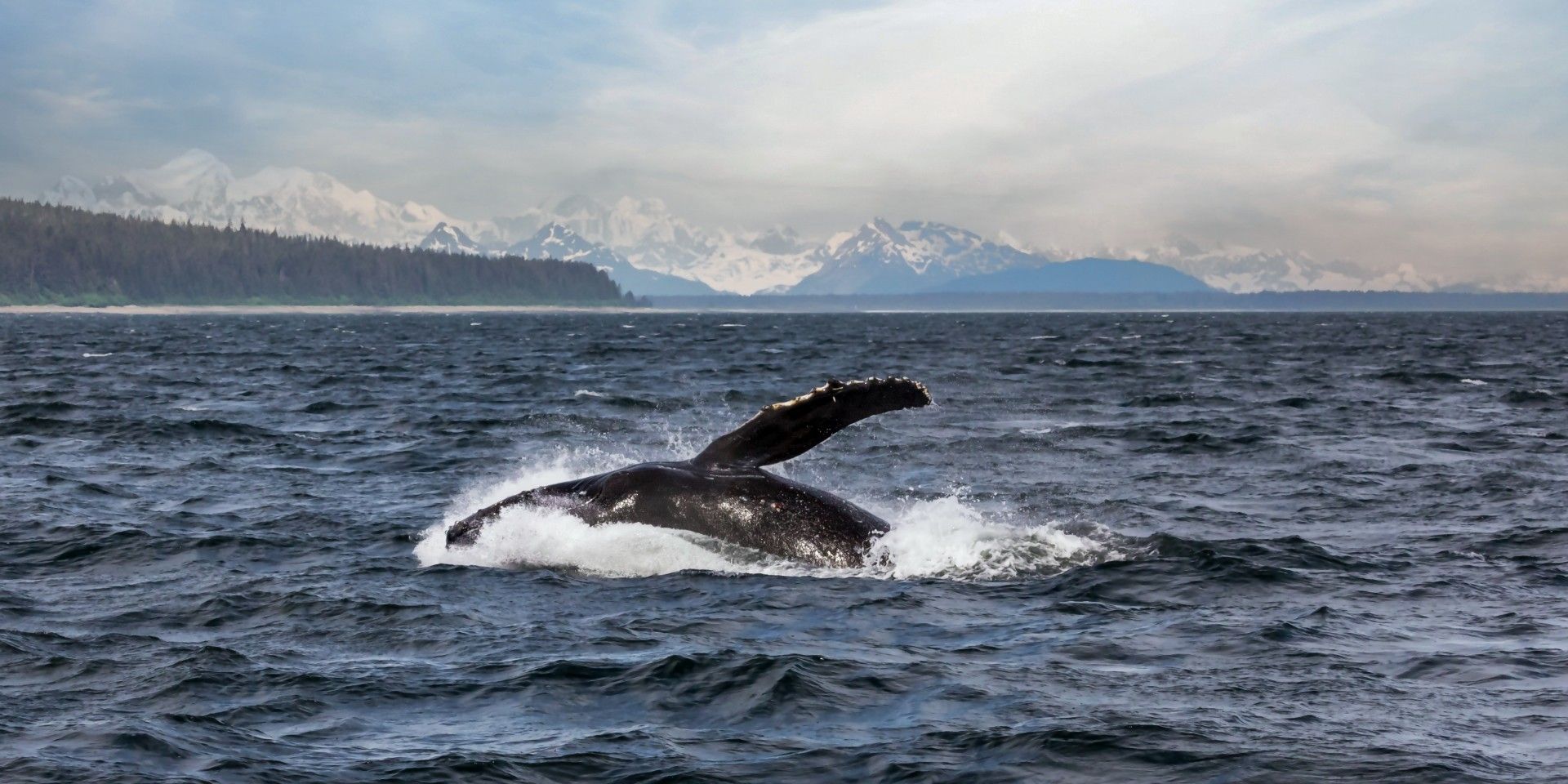 Humpback whale in Alaska’s icy waters with snow-capped mountains in the distance.