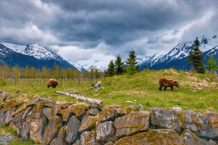 Grizzly bears in Seward, Alaska, with snow-capped mountains in the background—an iconic wildlife sighting often experienced on an Alaska cruise.