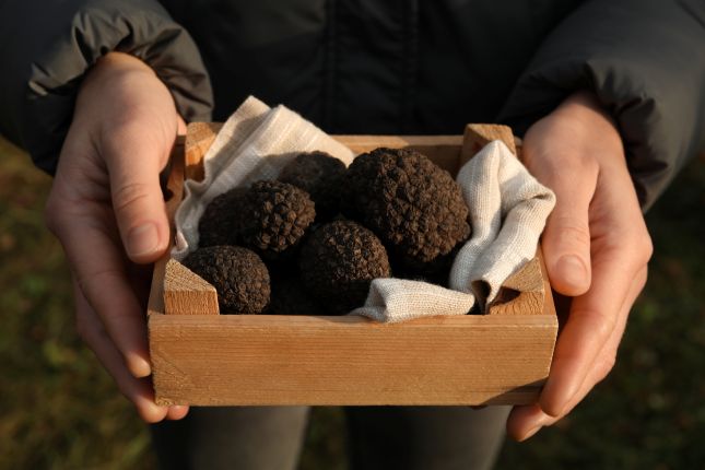 Hands holding a wooden crate of fresh black Istrian truffles