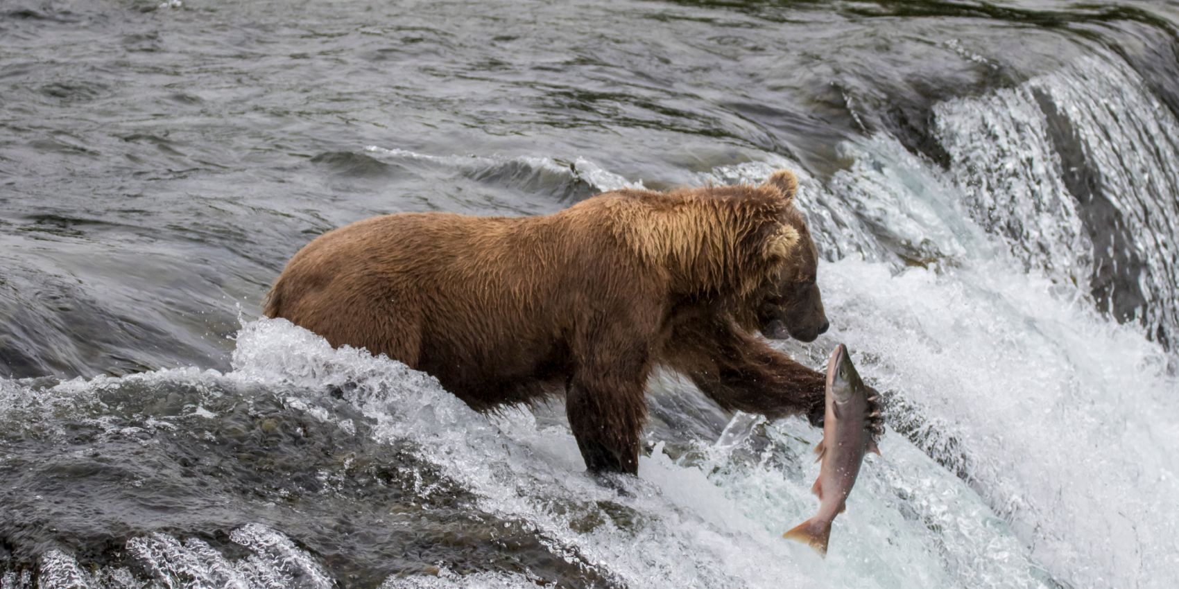 Brown grizzly mid catch of salmon in river