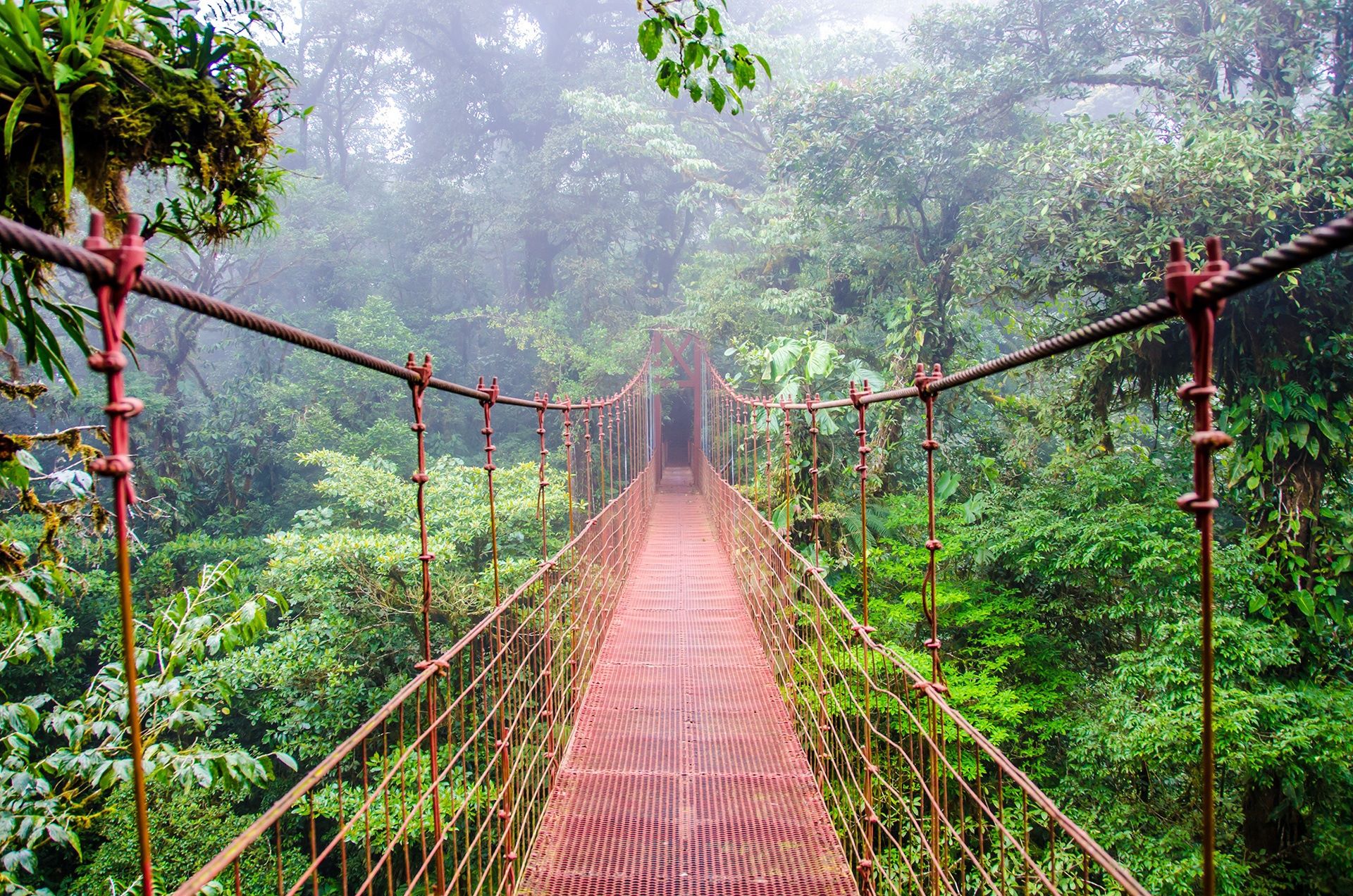long rope bridge spanning rainforest in mist