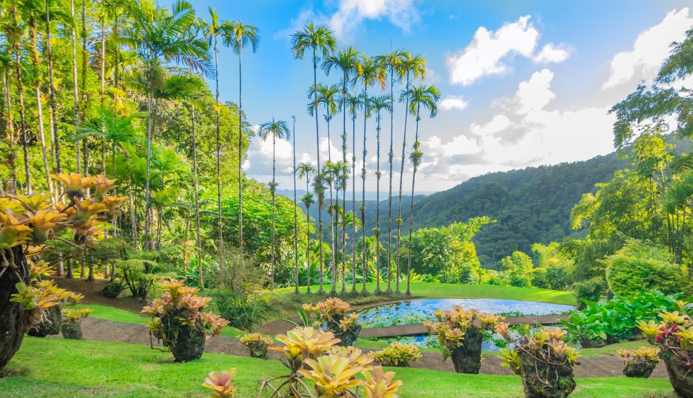 EASTERN CARIBBEAN: ST.KITTS, ANTIGUA & MARTINIQUE