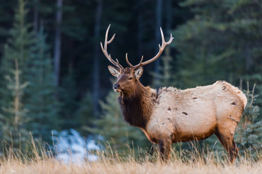 alaska cruisetour: hubbard glacier & icy strait + 5-nt post rockies by rail tour (goldleaf)