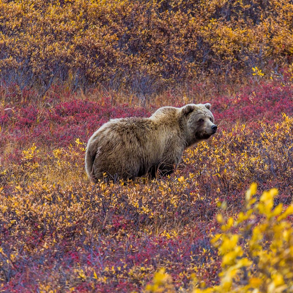 alaska cruisetour: hubbard glacier & juneau + 4-nt pre denali riverboat & rail tour