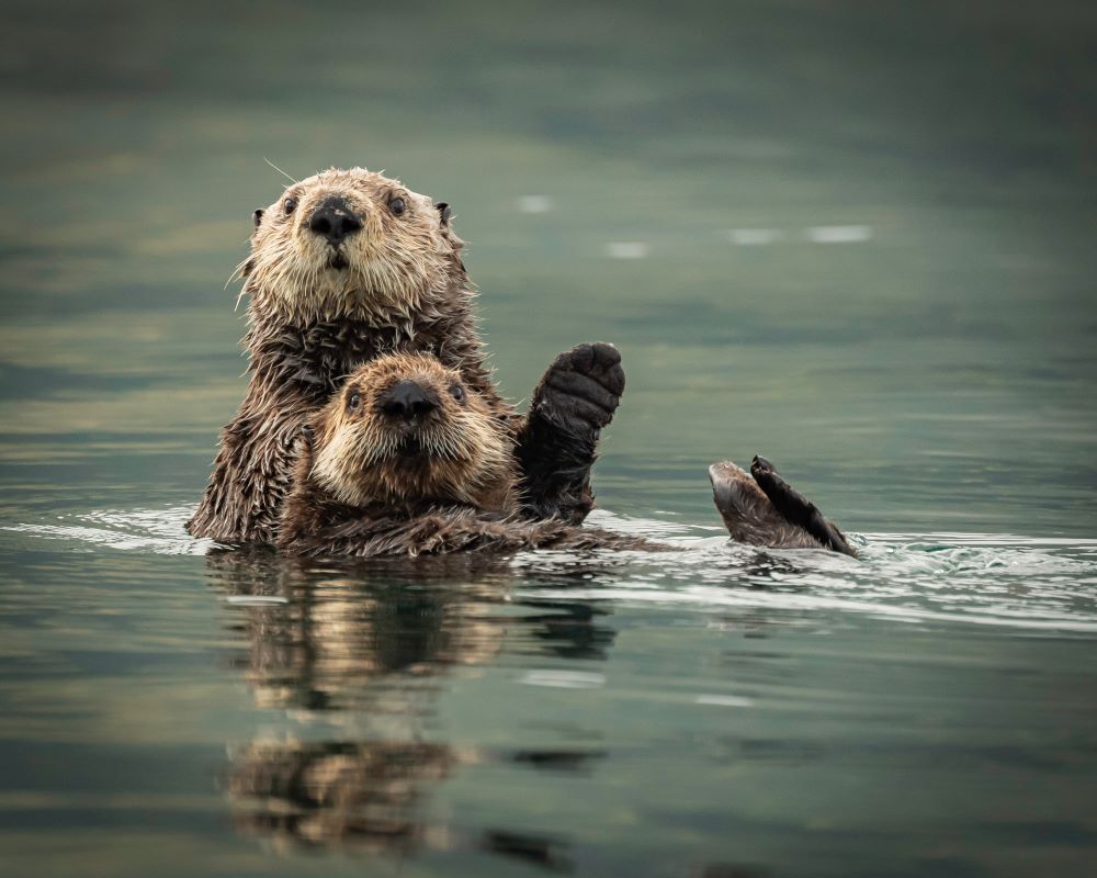 alaska cruisetour: ketchikan & juneau + 4-nt post wildlife & rail tour