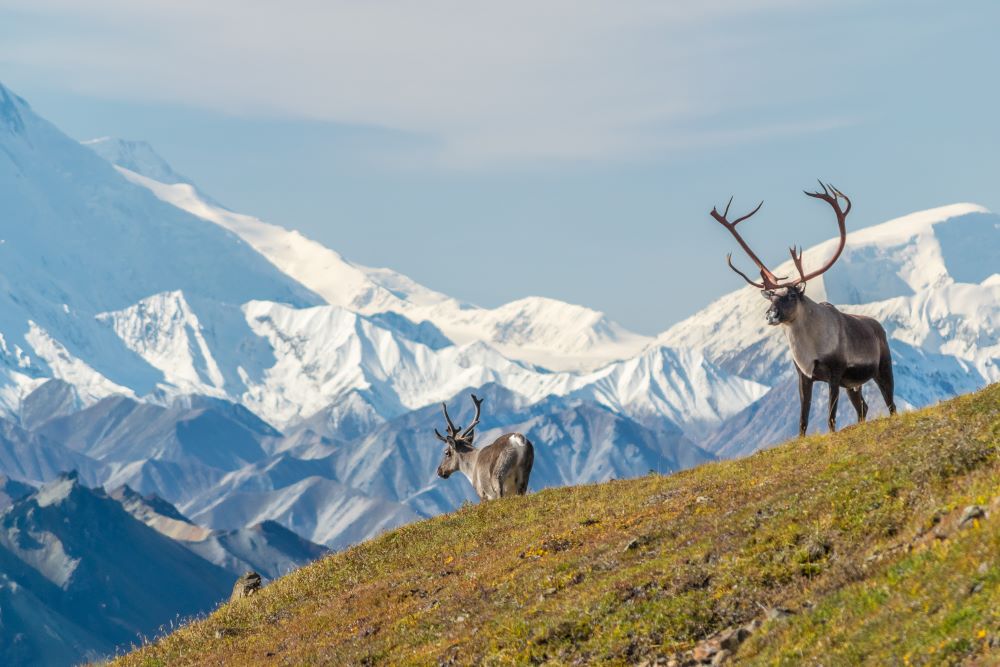 alaska cruisetour: ketchikan & juneau + 4-nt post denali riverboat & rail tour