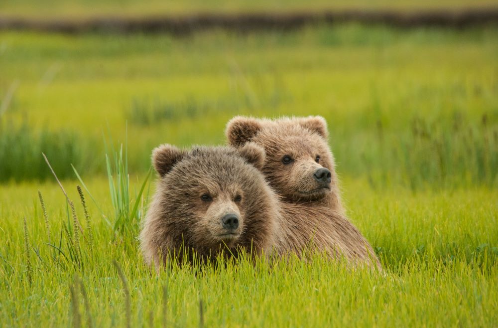 Alaska CEO Cruisetour: Hubbard Glacier & Ketchikan + 4-NT Pre Denali Riverboat & Rail Tour Map