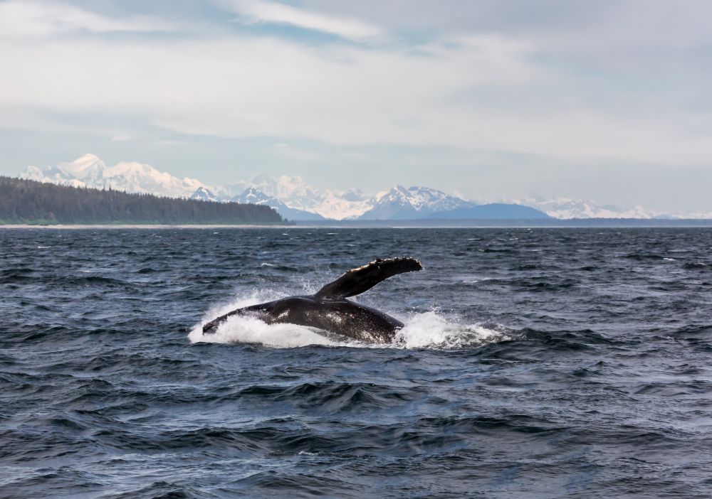 alaska cruise: ketchikan, hubbard glacier & valdez Map
