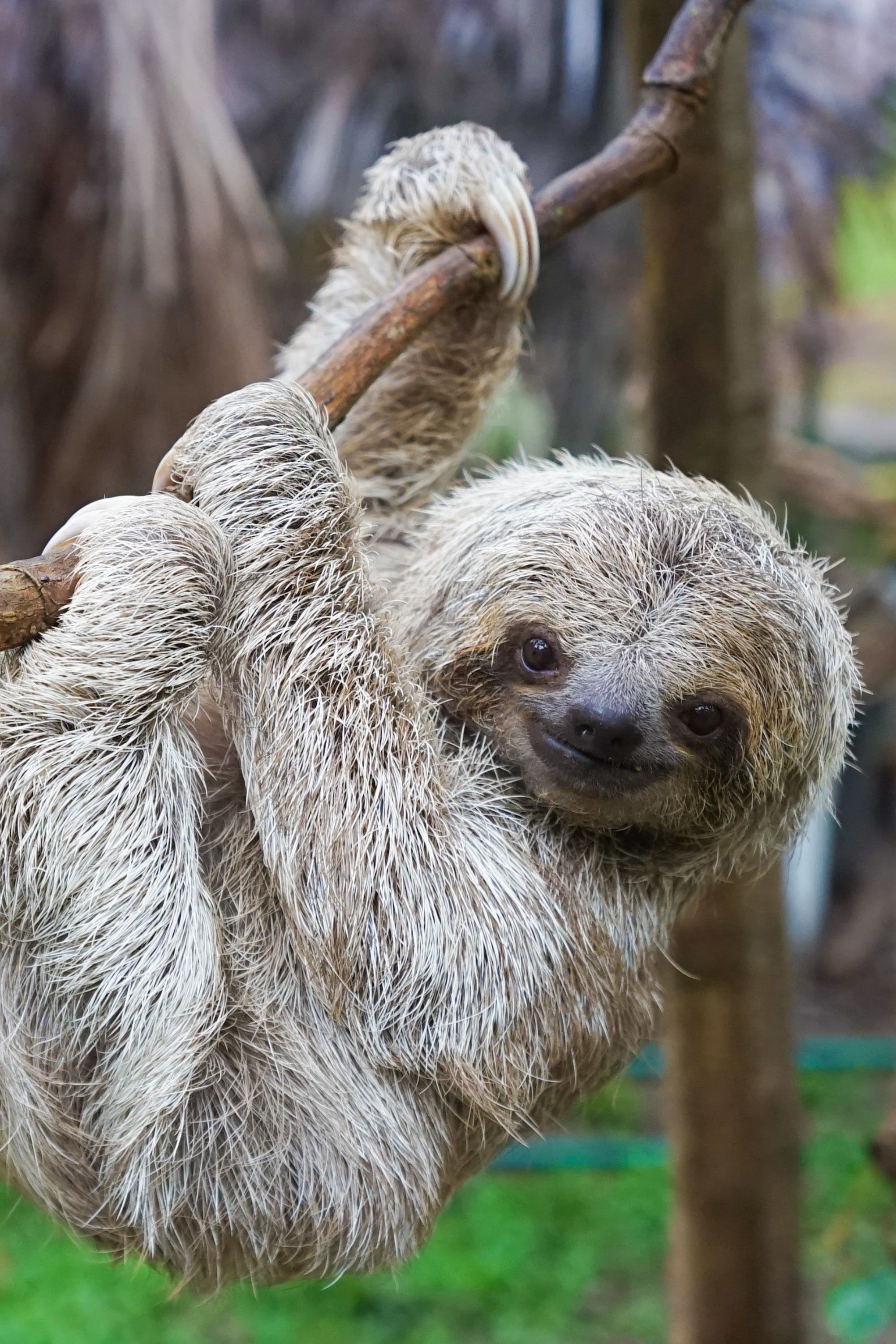 sloth in tree