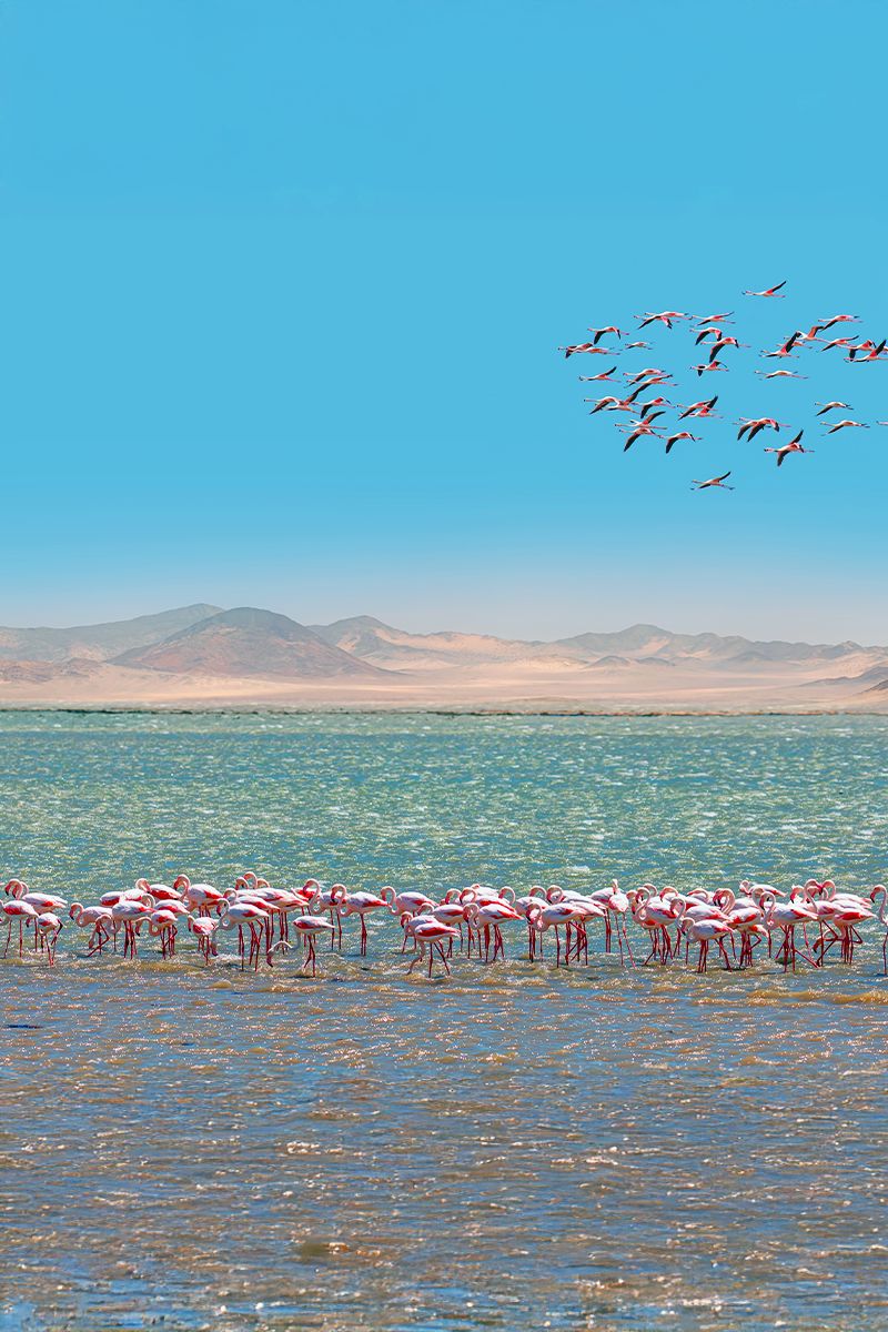 Flamingos wading in the lagoon at Walvis Bay, Namibia, beneath a clear blue sky.