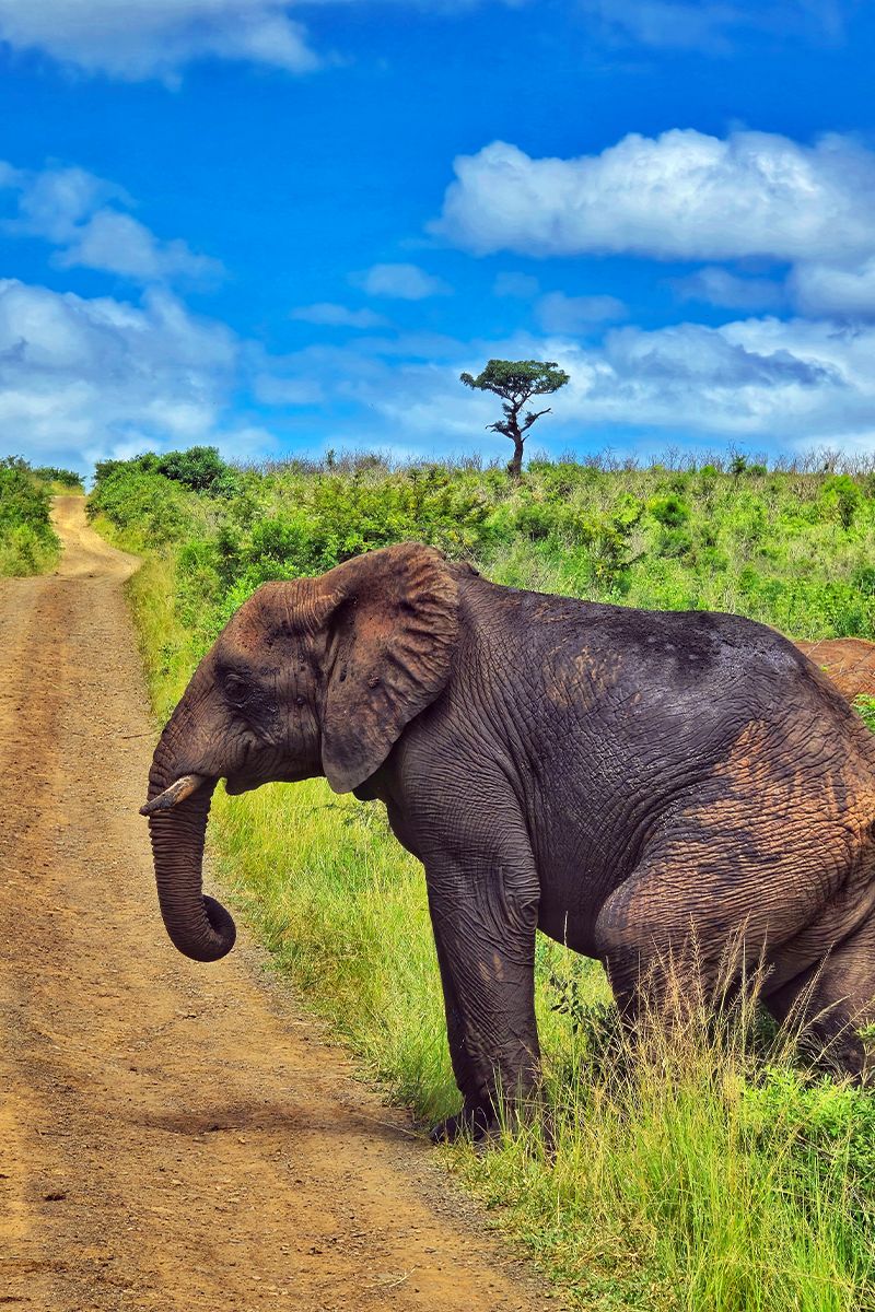Elephant walking along a grassy safari path near Richards Bay, South Africa.
