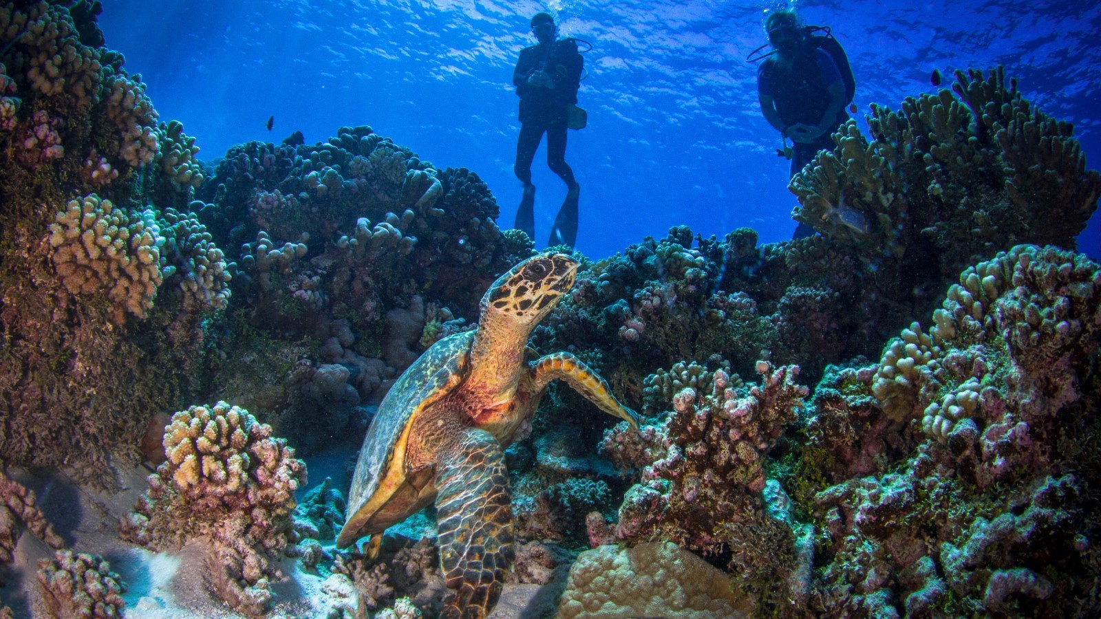 divers observing sea turtle underwater