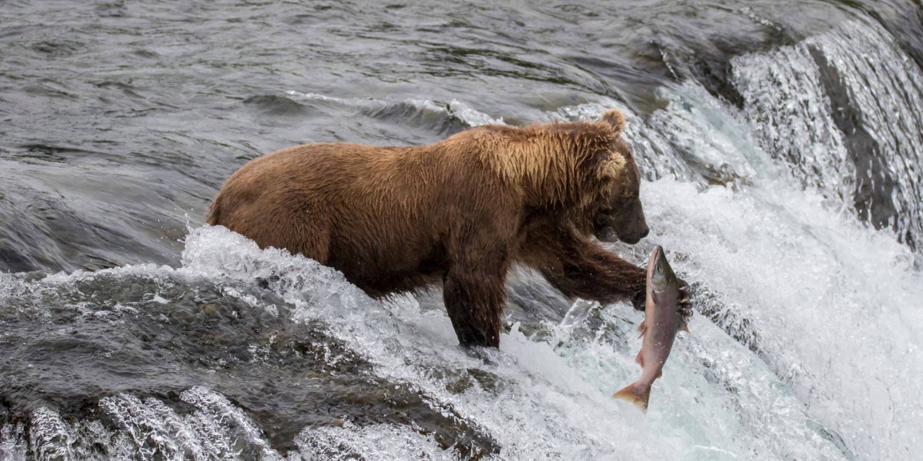 Brown bear catching a salmon in a rushing Alaskan river.