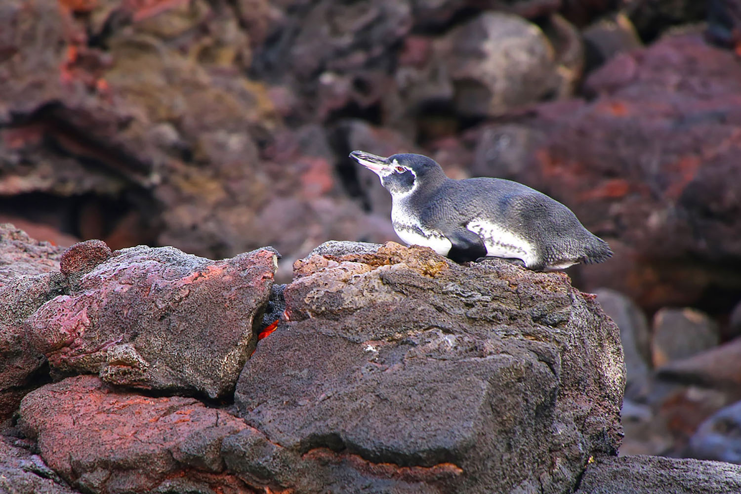 Penguins in the Galapagos Islands.