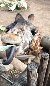 Giraffe