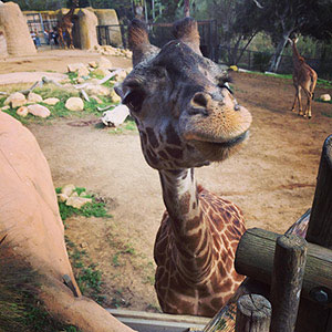 Giraffe