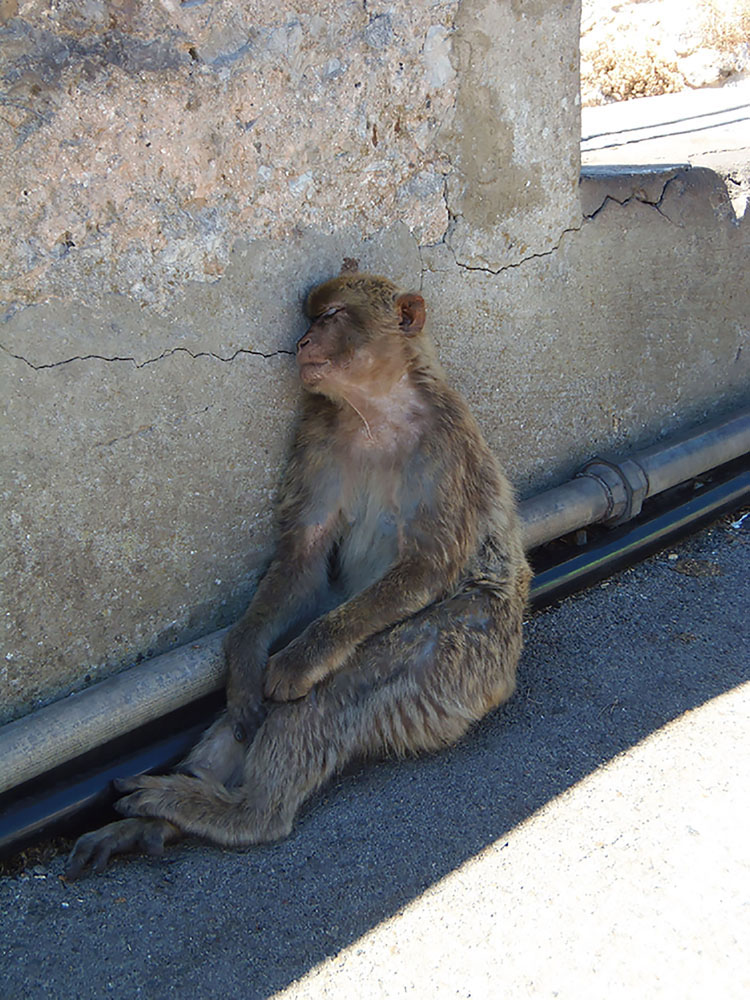 Even the apes weren't climbing the rock!