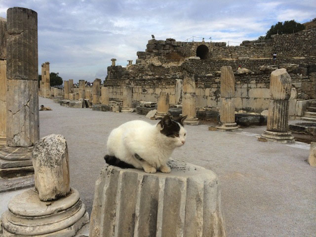 epehsus cat