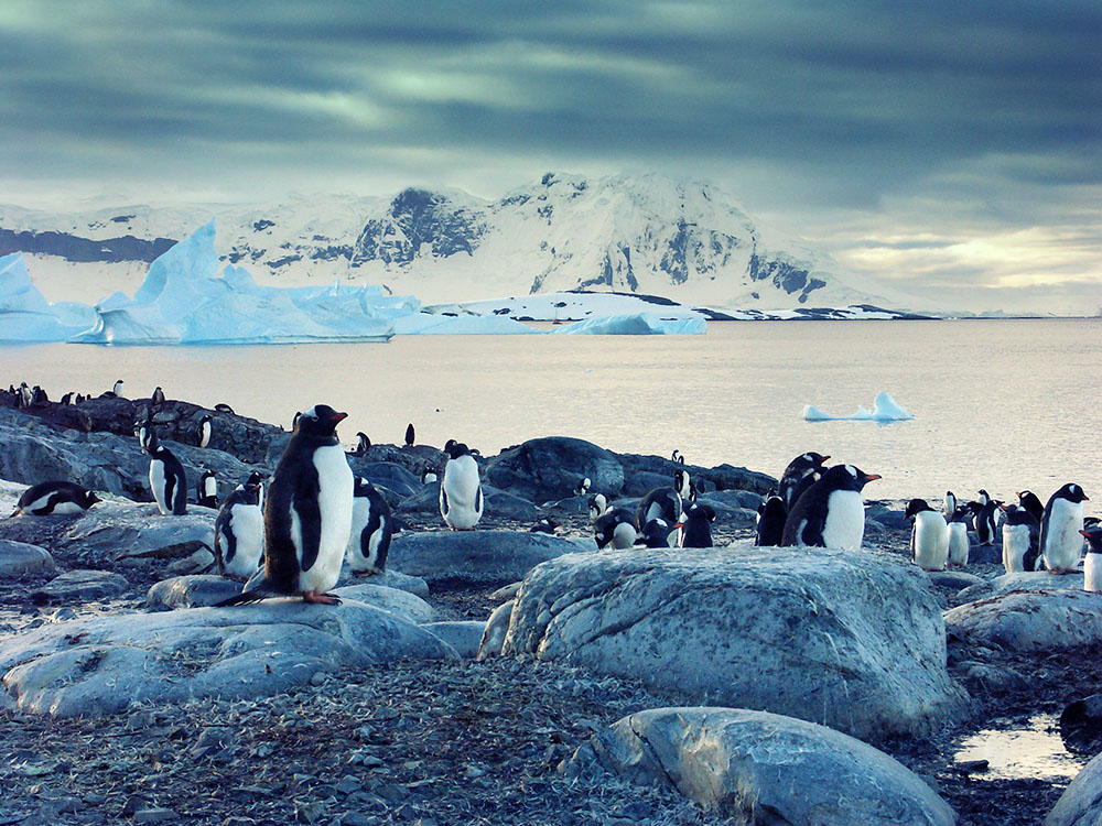 With Azamara Pursuit‘s addition of destinations in Antarctica and South America, together our three ships are setting sail for every continent in the world.