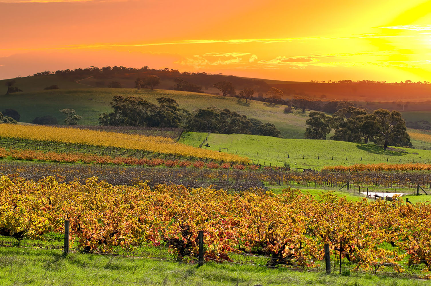 Australia's Barossa Valley.