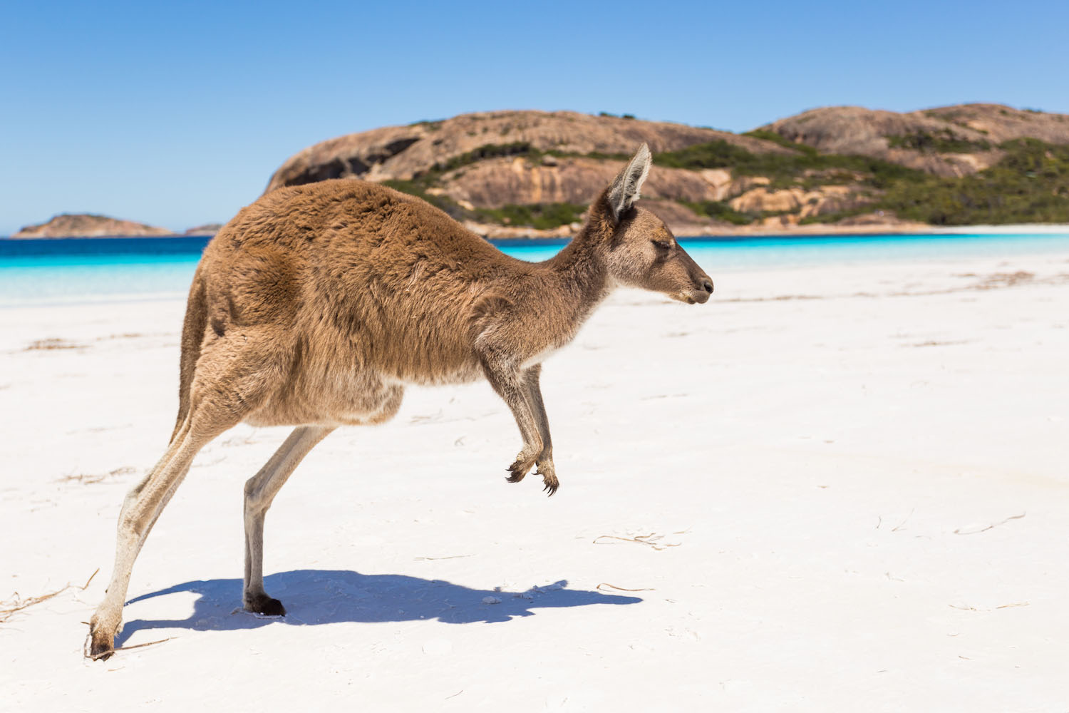 A kangaroo on a beach in Australia.