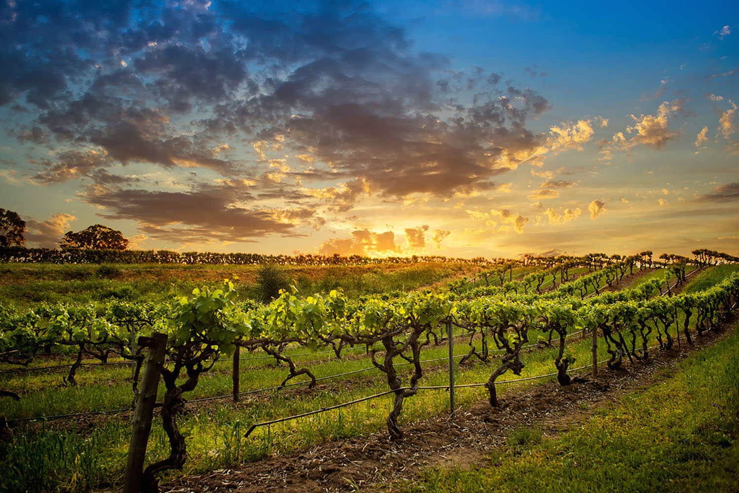 An Australian vineyard.