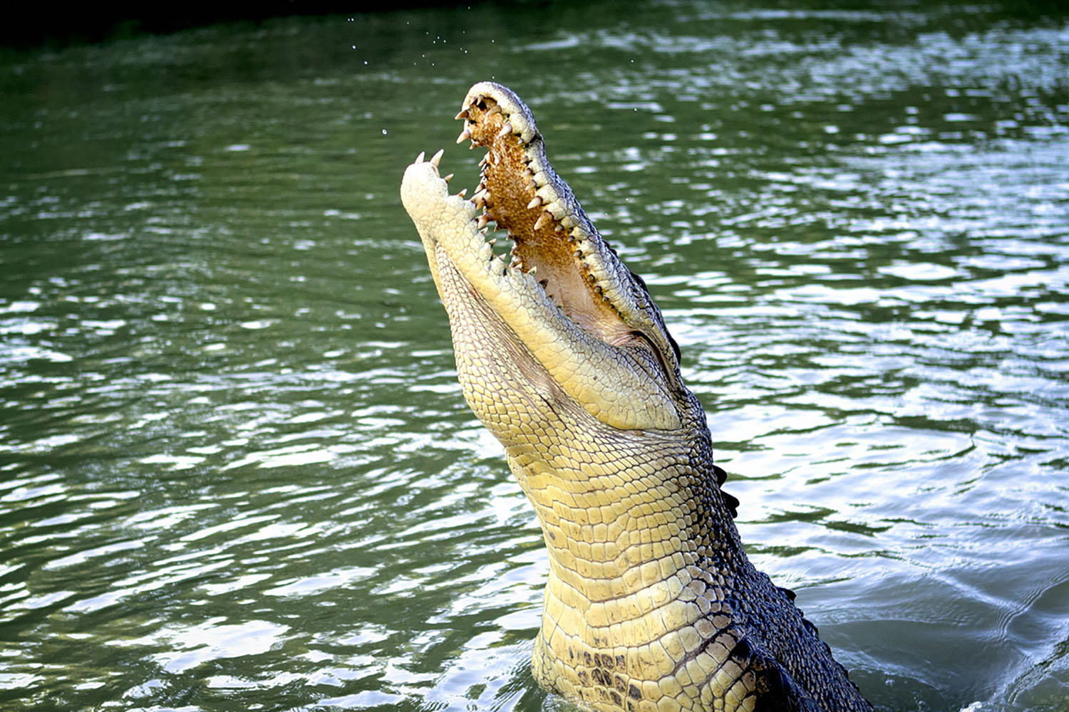 Crocodile jumping out of the water