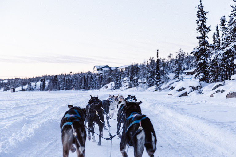dog sledding in Alaska