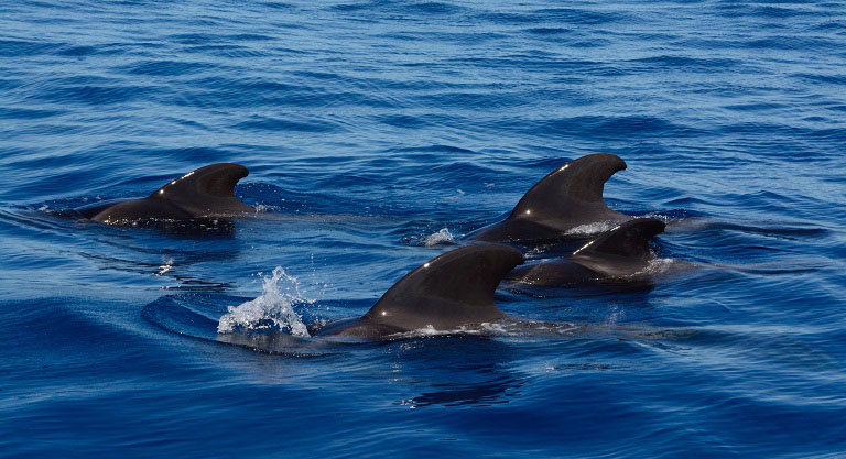 Dolphins in Tenerife