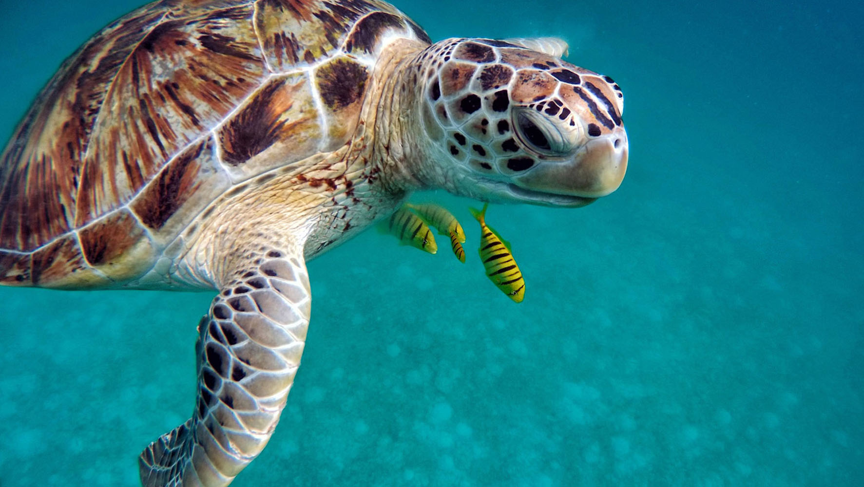 Sea turtle in the ocean