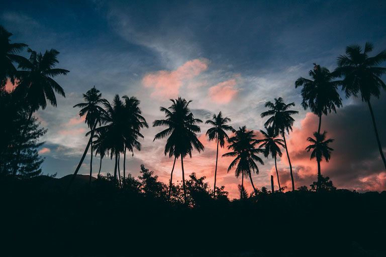 Sunset and palm trees