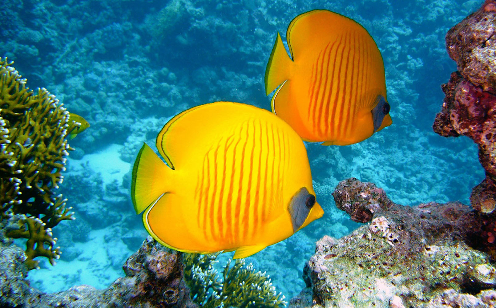 Two yellow fish in the ocean