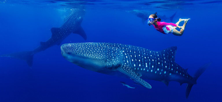 Diving with Whale Sharks