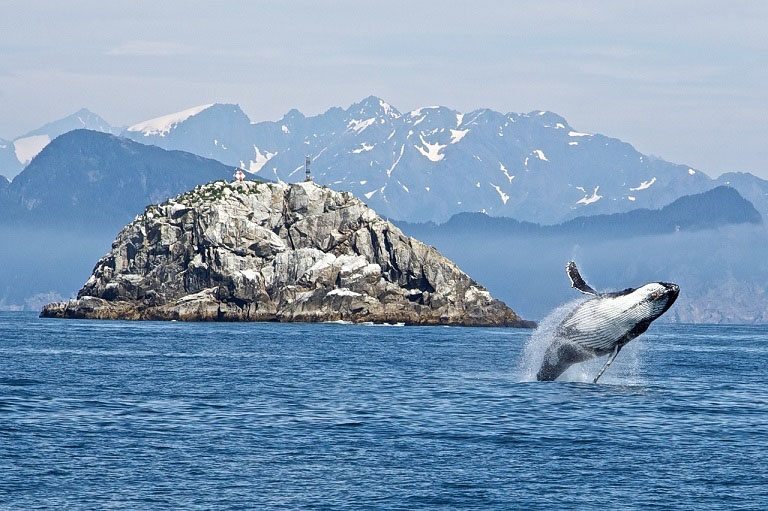 Whale breaching in Alaska