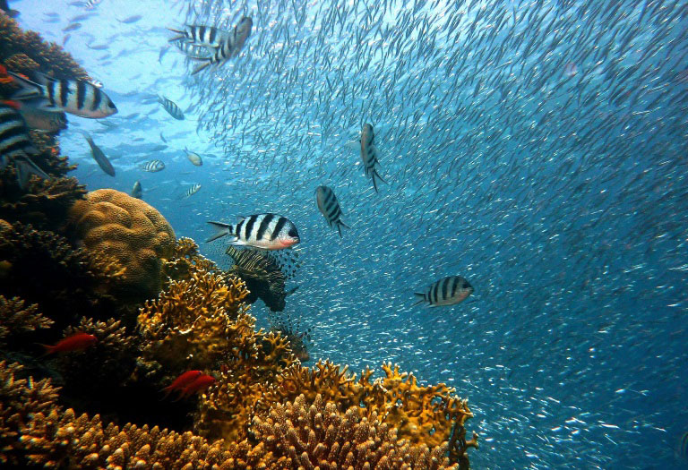 Fish in great barrier reef