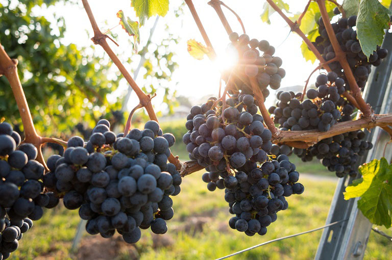 Grapes in a vineyard