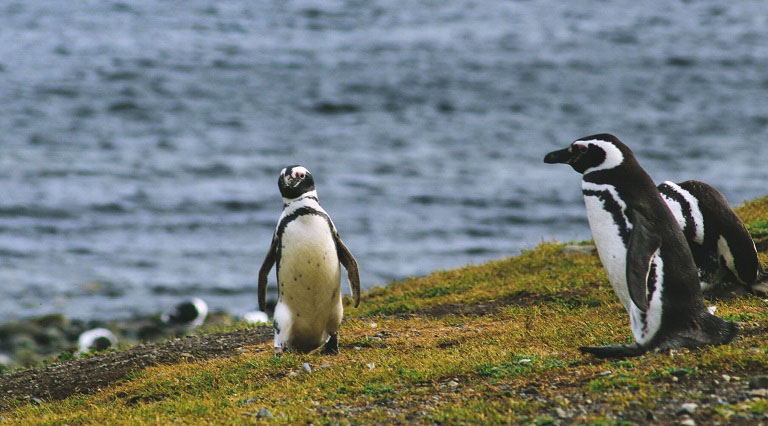 Penguins on Magdalena Island, South America