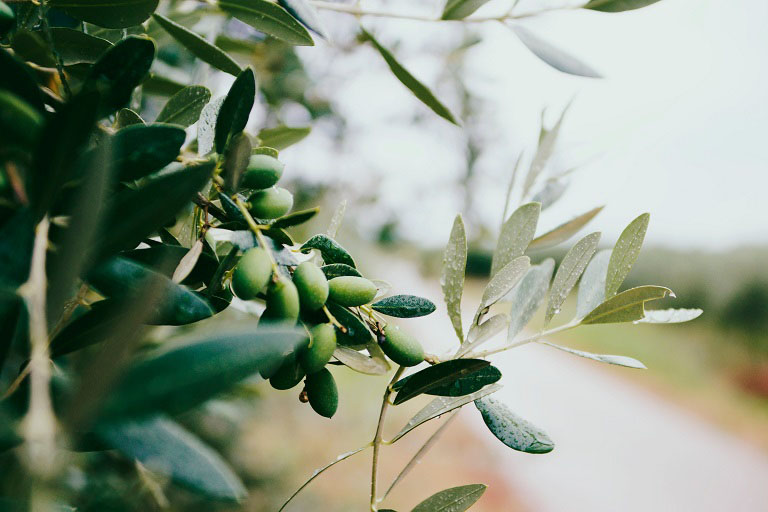 Olive Tree