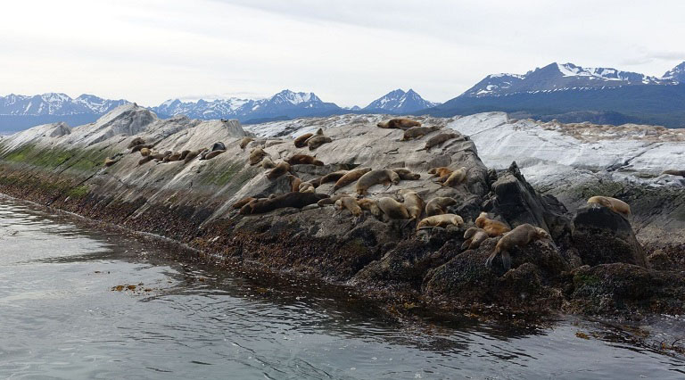 Sea Lions in Ushuaia, South America