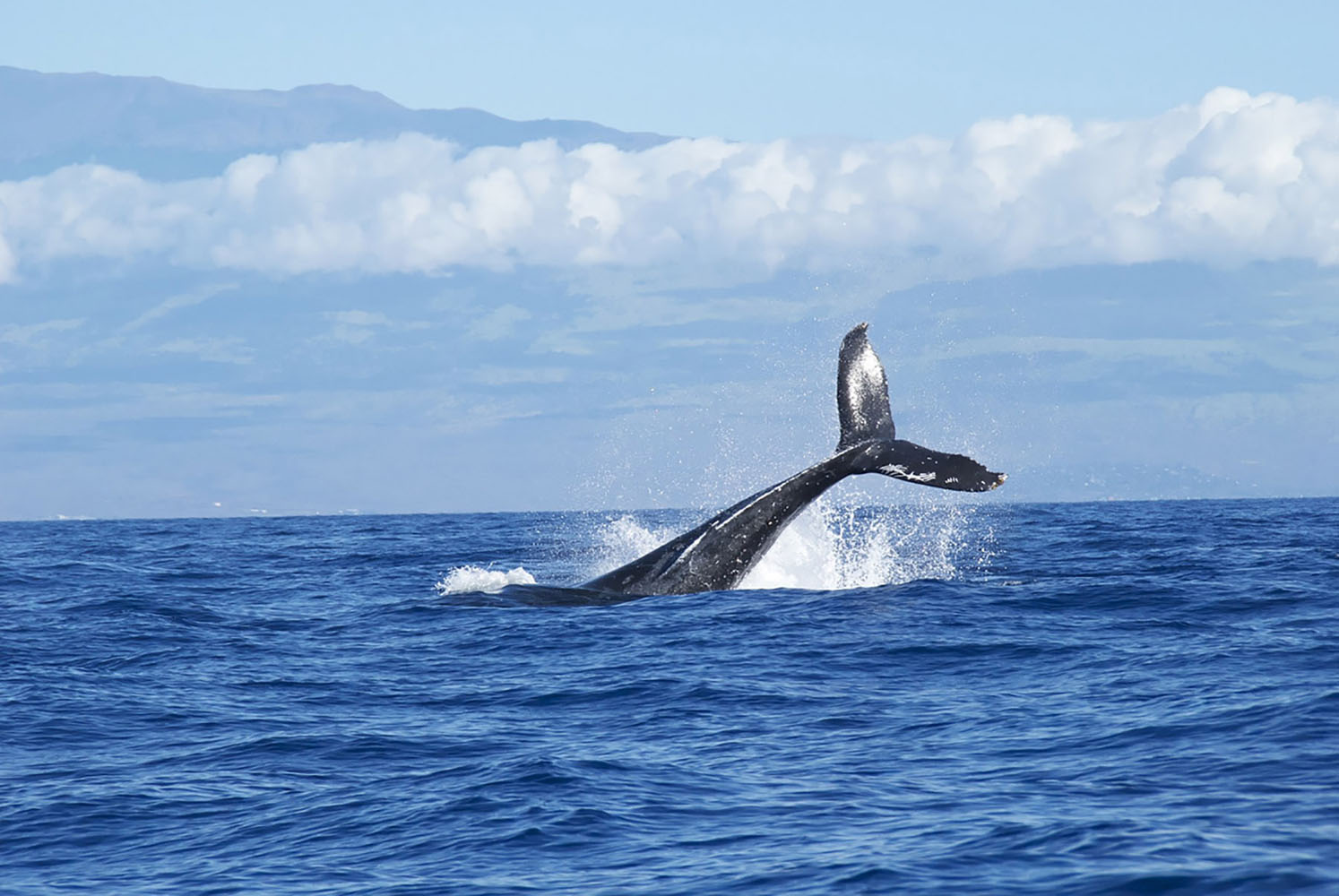 Whale swimming in the ocean with it's tail out of the water