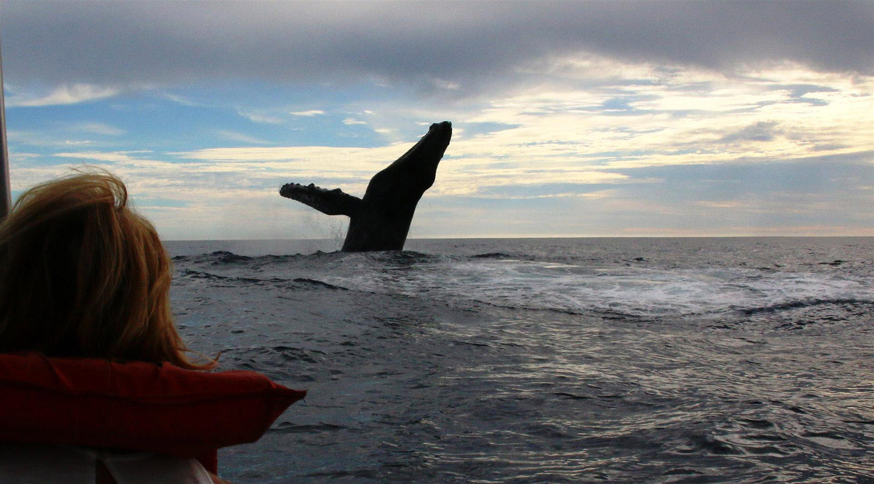 Whale watching in Cabo San Lucas.
